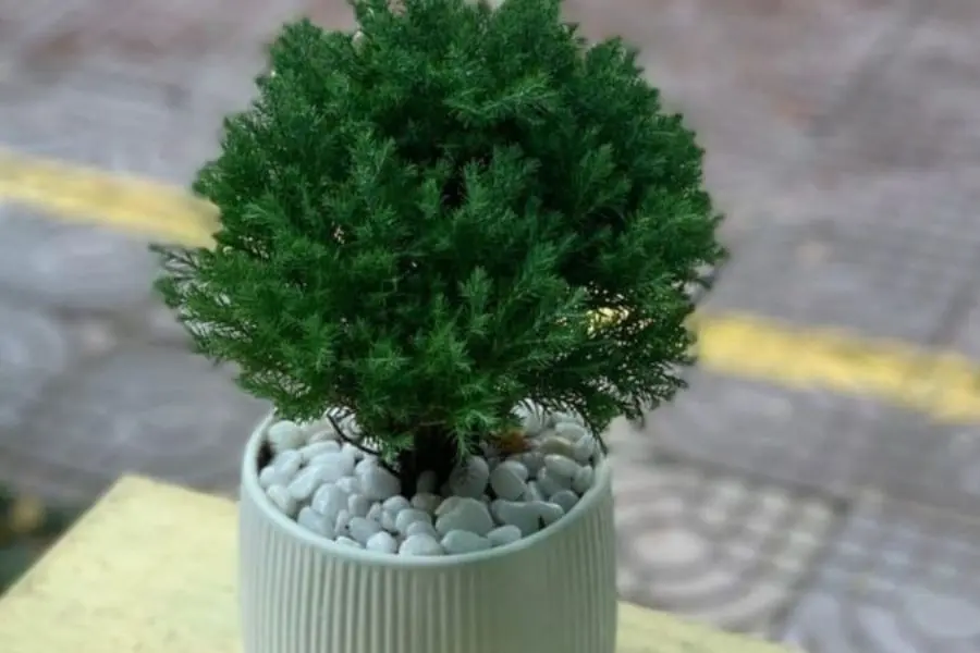 Cây có ngoại hình nhỏ gọn, nên trở thành lựa chọn phổ biến cho cây cảnh trang trí.