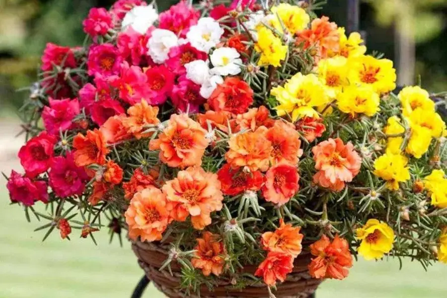 Chậu hoa mười giờ nhiều màu sắc