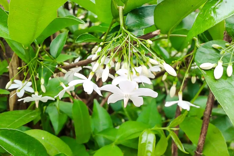 Mai chiếu thuỷ lá lớn có nhiều nụ hoa.