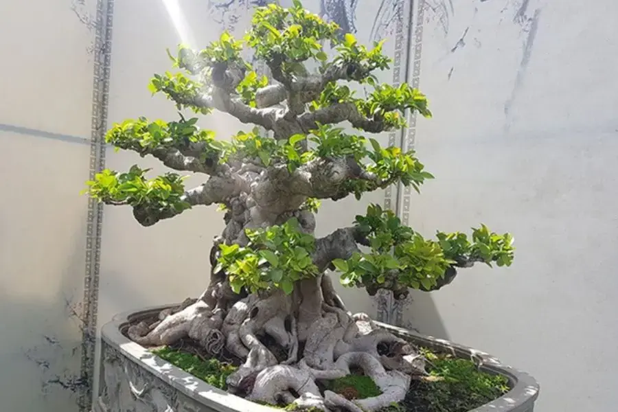 Chậu si cảnh dáng ngũ phúc, được nhiều người ưa chuộng.