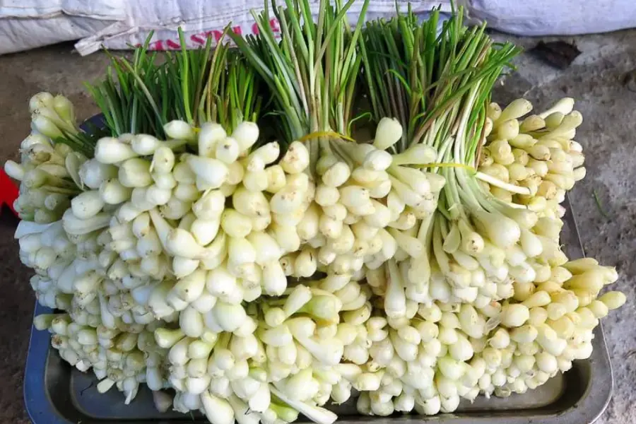 Củ kiệu tươi chuẩn bị ngâm đường