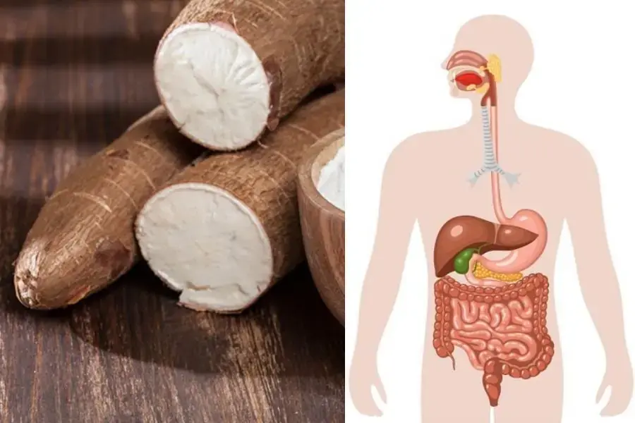 Chất xơ trong củ sắn sẽ tham gia hỗ trợ quá trình tiêu hóa