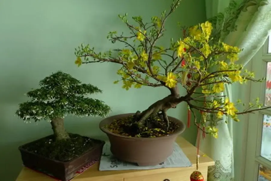Cây mai chưng trong nhà thường rất yếu do thiếu ánh sáng để quang hợp.