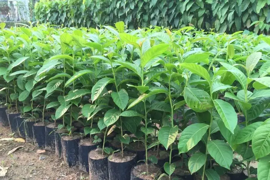 Trồng Bằng Lăng bằng bầu đất nhỏ.