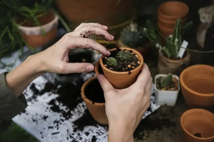 Thay chậu mới cho cây xương rồng khi cây phát triển lớn hơn