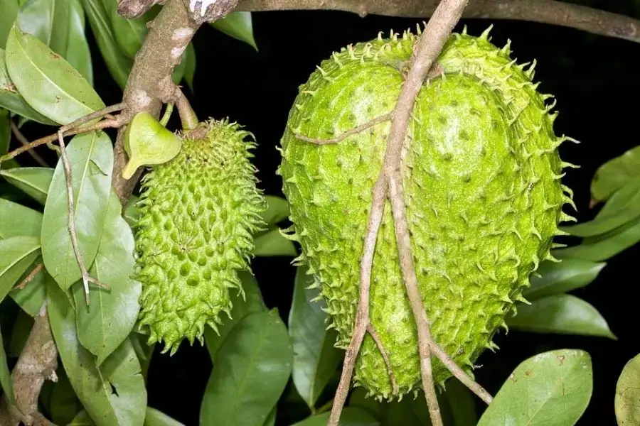 Mãng cầu xiêm chín vụ