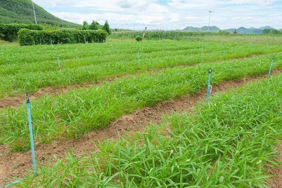 Địa điểm trồng rau muống cần có nhiều ánh nắng mặt trời