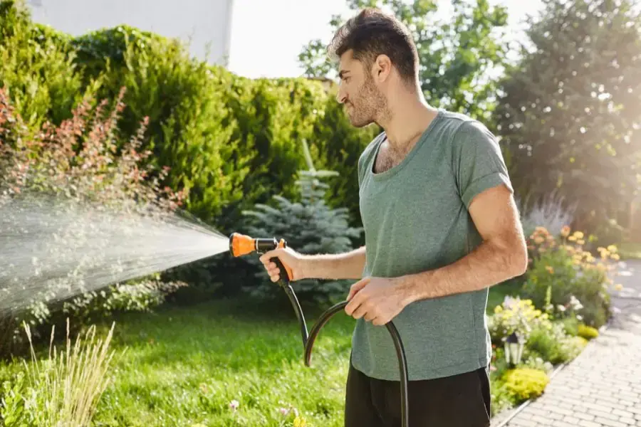 Theo dõi tình trạng của cây và tưới cây thích hợp.