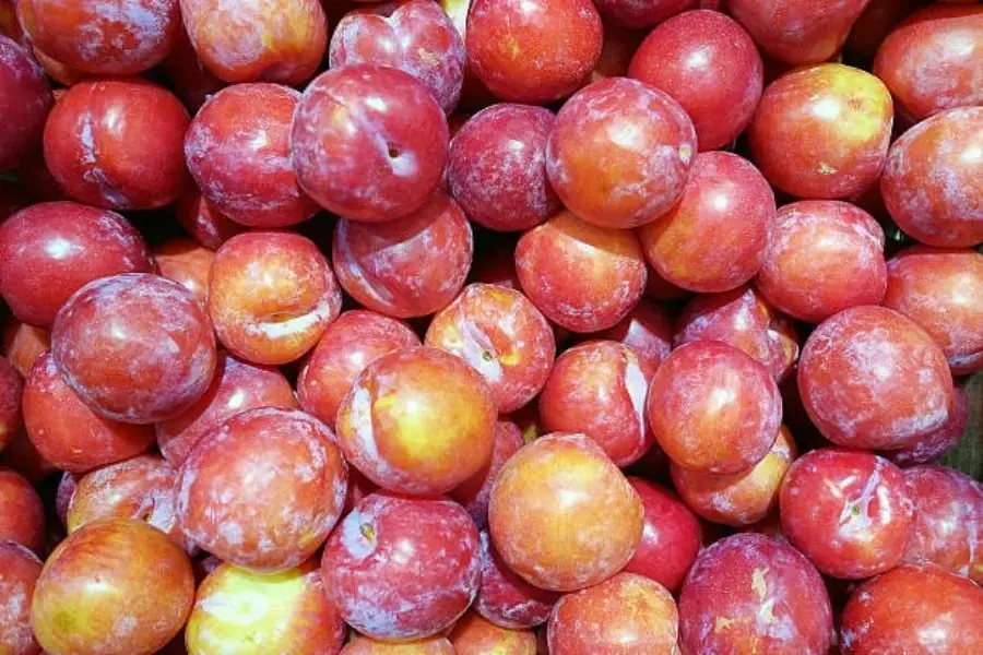 Mận Bắc (mận Hà Nội) có hình dáng tròn nhỏ, vị chua ngọt