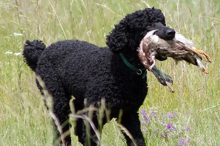Chó Poodle nổi tiếng với khả năng bơi lội xuất sắc và có khả săn vịt.