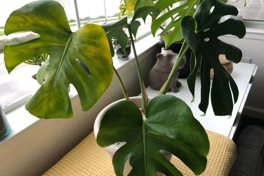 Cây trầu bà đế vương không được chăm sóc sẽ bị vàng lá hoặc đốm lá ở cây.