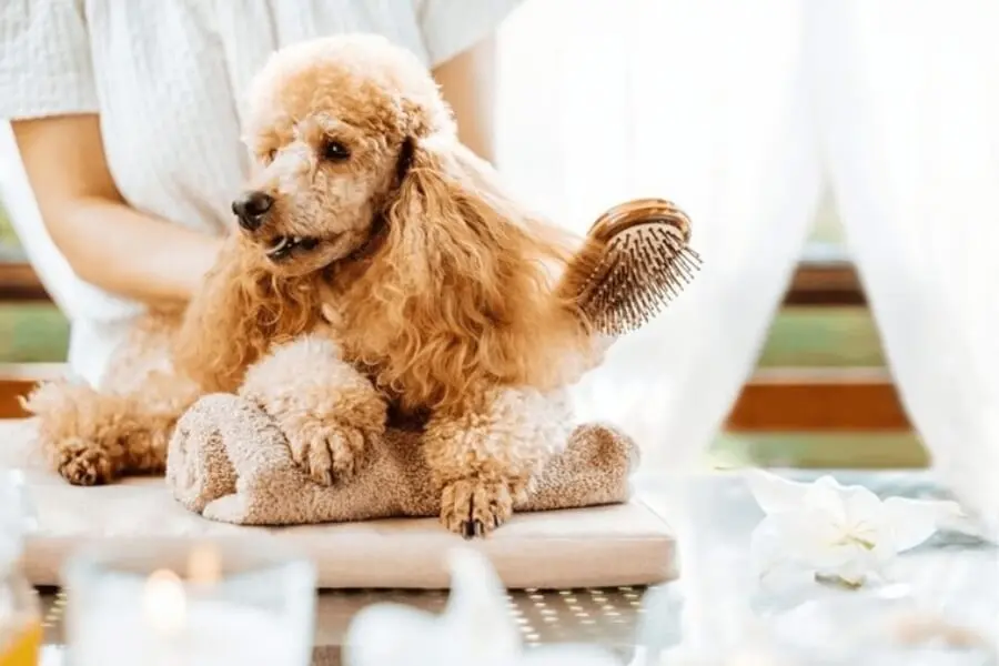 Tăng vẻ đẹp “nữ tính” cho Poodle với kiểu lông tạo hình công chúa.