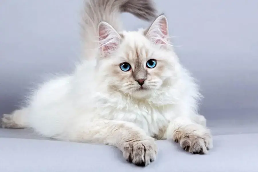 Mèo Siberian sở hữu bộ lông dày, dài và bông xù.