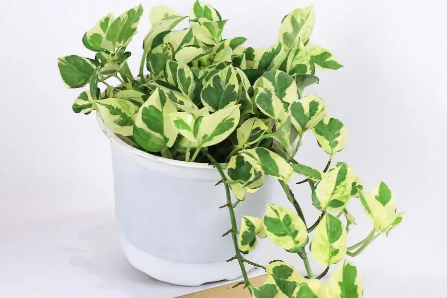 Cây trầu bà có hình dạng lá hình oval