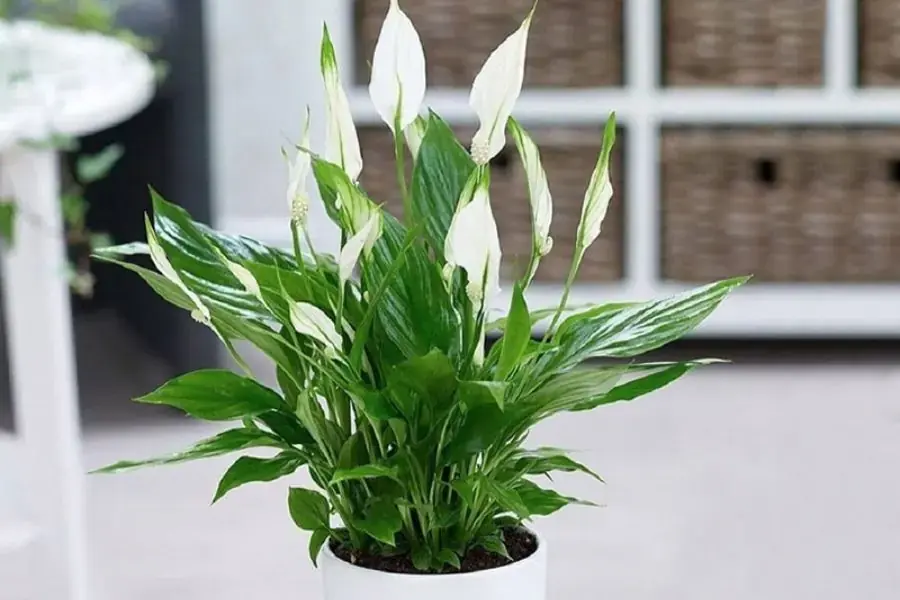 Cây Lan Ý là loại cây dễ trồng giúp lọc sạch không khí.