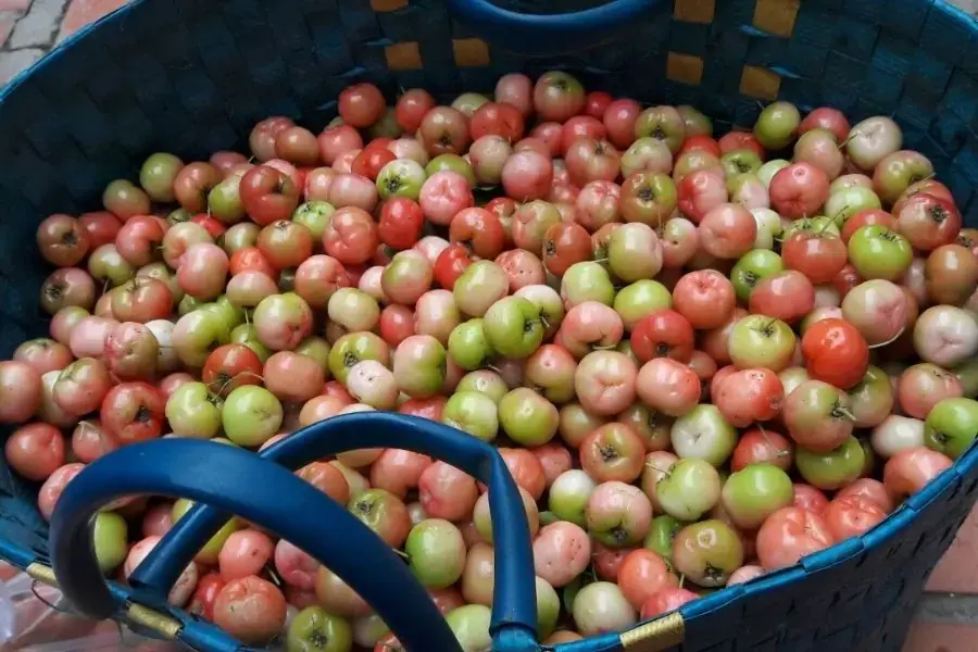 Màu sắc sơ ri