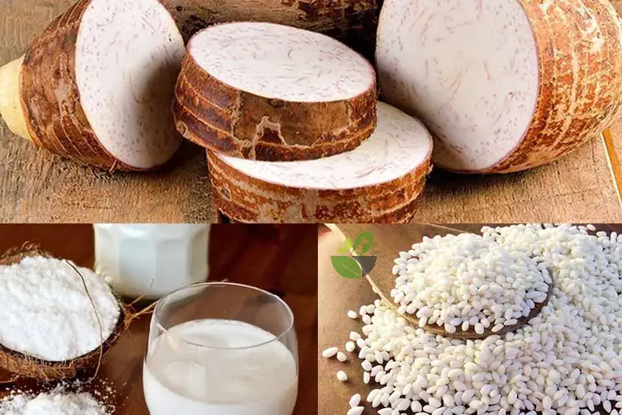 Nguyên liệu nấu chè khoai môn nếp nước cốt dừa