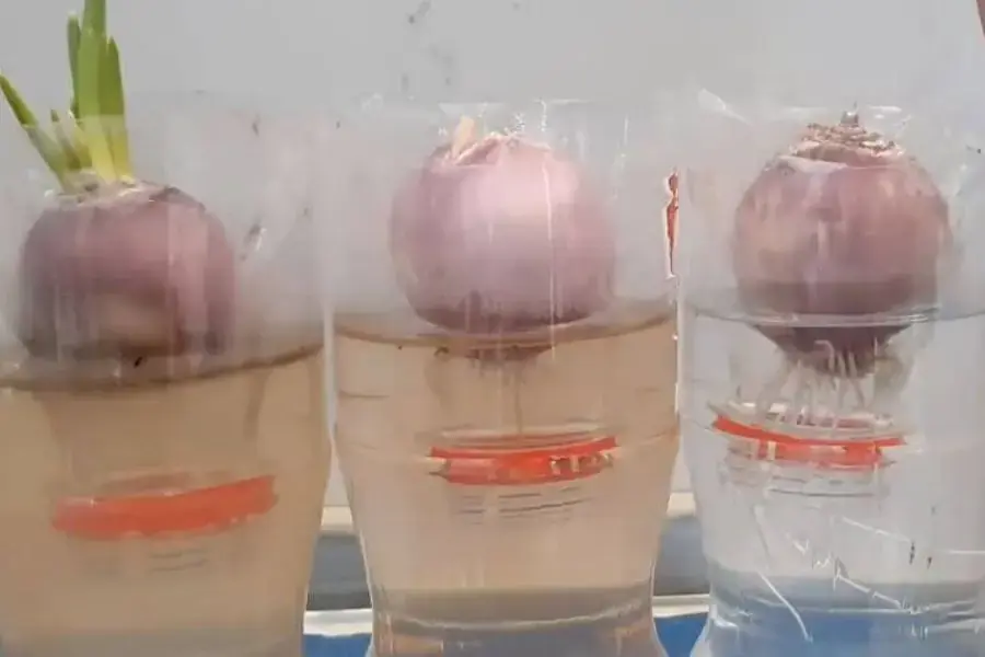 Phương pháp trồng hành lá không cần đất bằng chai nhựa