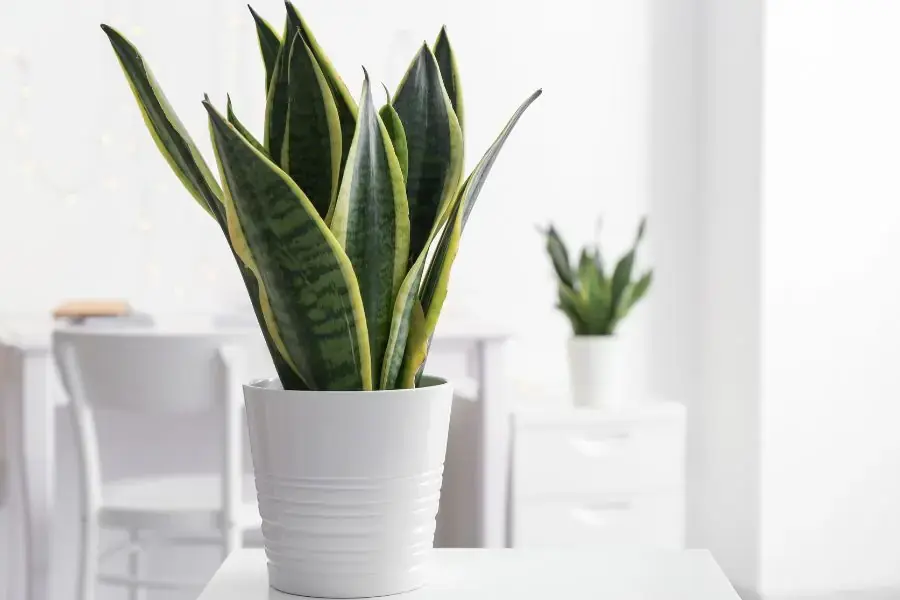 Cây lưỡi hổ là loài cây nhiệt đới nên có khả năng chịu hạn tốt