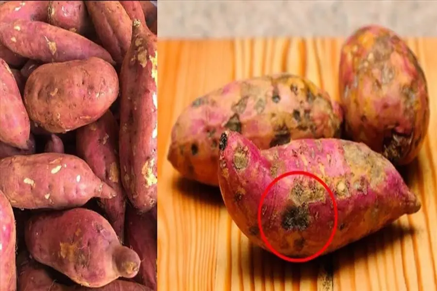 Cần lưu ý vài điểm quan trọng khi ăn khoai lang.