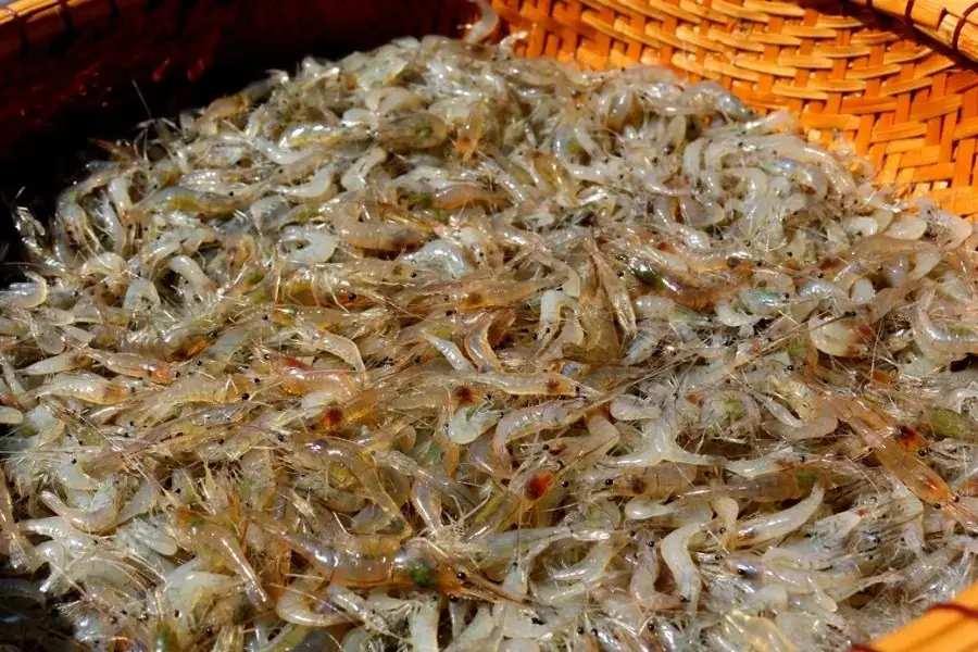 Tép đồng rửa sạch với nước nhiều lần