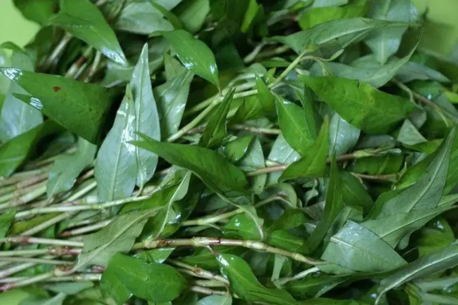 Rau răm giúp bổ sung chất xơ lành mạnh cho cơ thể.