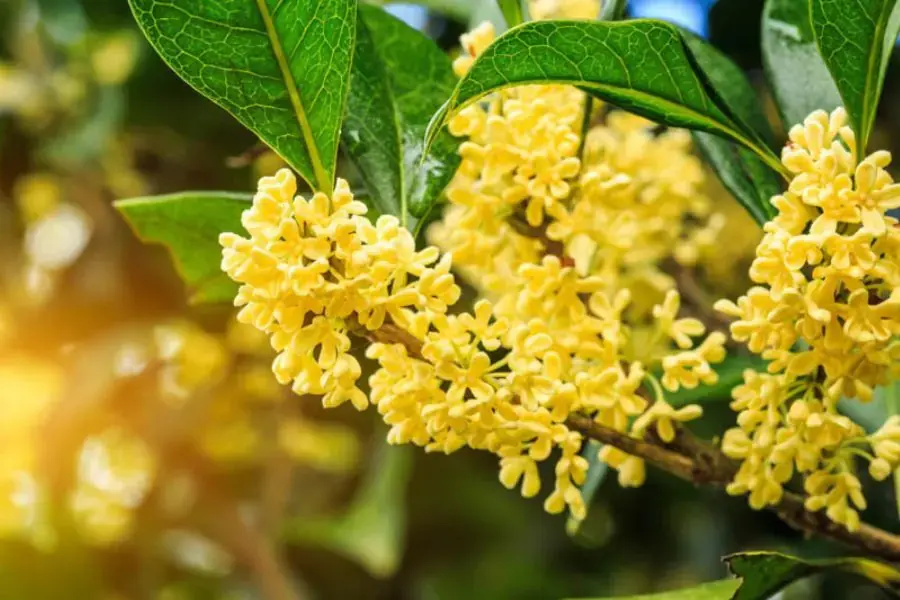Hoa mộc hương mang nhiều ý nghĩa phong thủy cho gia chủ.