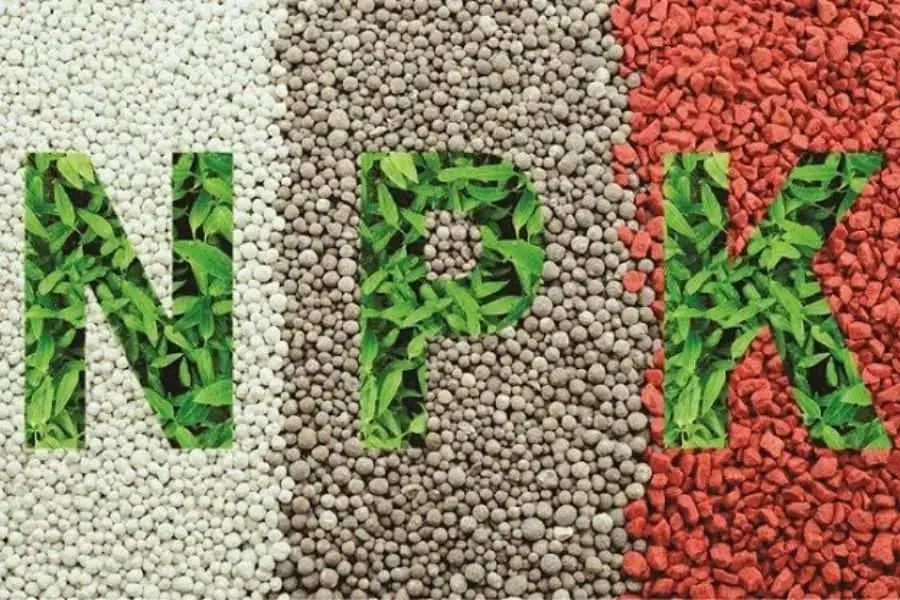 Bón phân NPK định kỳ trong quá trình trồng hoa Giấy trong chậu