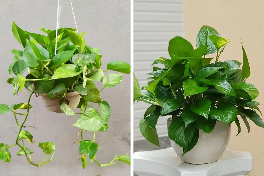 Cây trầu bà xanh mướt, tạo cảm giác thư giãn cho không gian ngôi nhà