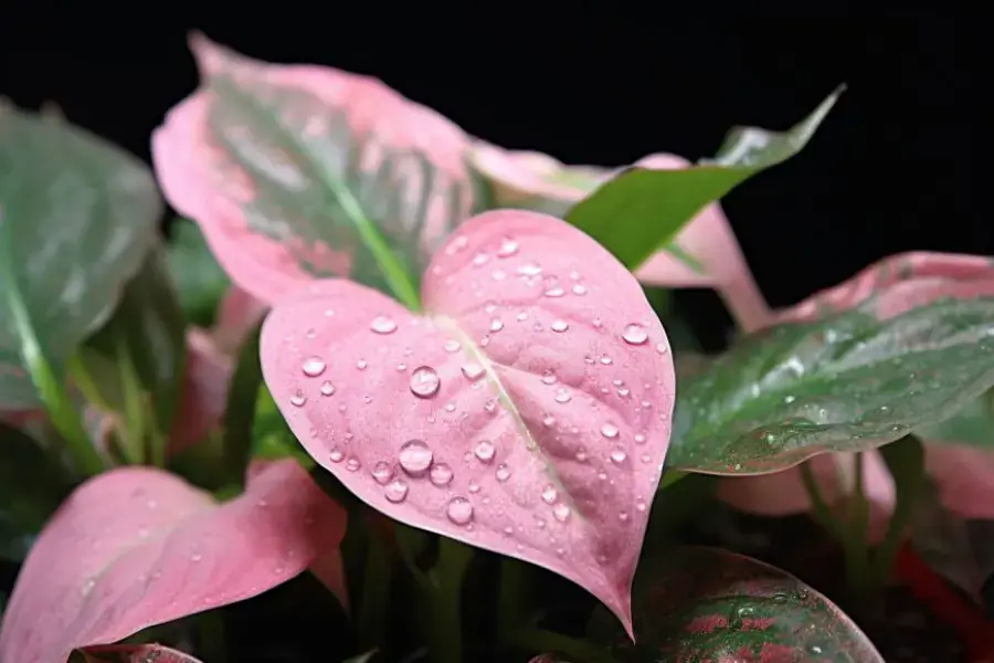 Kỹ thuật tưới nước cho cây cũng đòi hỏi sự tỷ mỉ để cây được tươi tốt