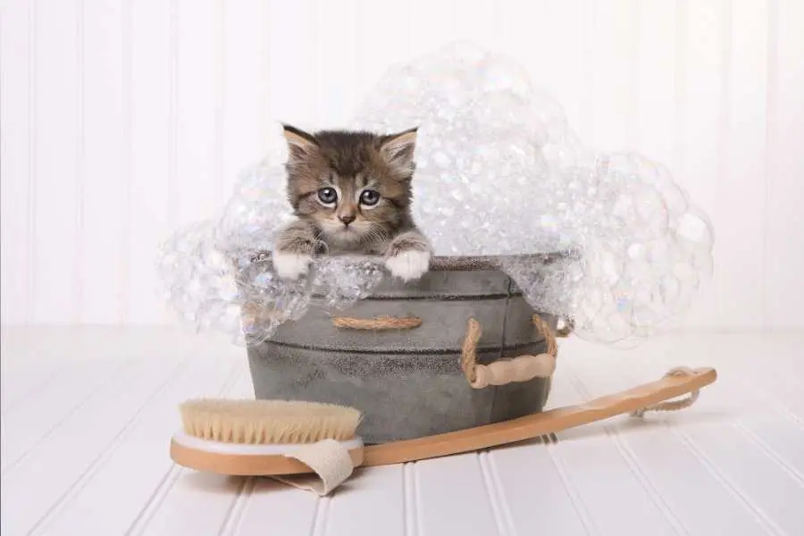Nên chọn các loại sữa tắm chuyên dụng trị ve, ghẻ từ ngành thú y.