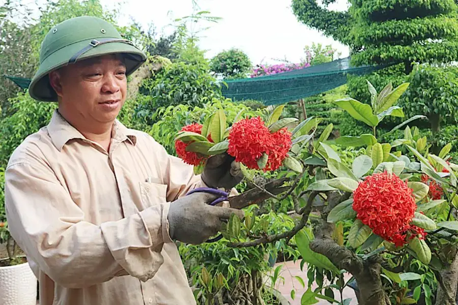 Hãy cắt tỉa các cành hoa tàn, cành héo để giúp cây tập trung dinh dưỡng phát triển hoa mới.