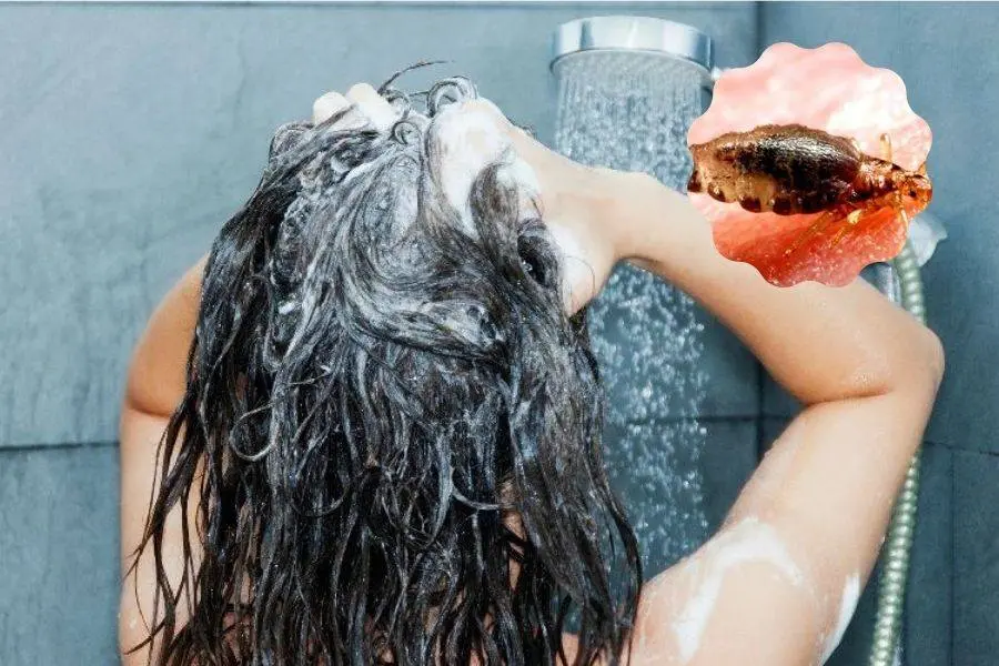 Sử dụng dầu gội chuyên dụng để diệt chấy hiệu quả nhất.