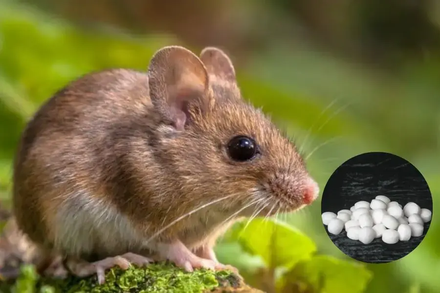 Để băng phiến (long não) tránh xa vòng tay trẻ em.