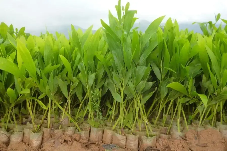 Giống keo lai cho năng suất gỗ cao.