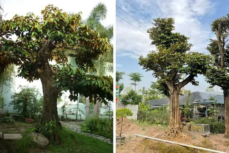Cây vú sữa vừa tạo bóng mát, cảnh quan cũng như quả ngọt cho gia đình