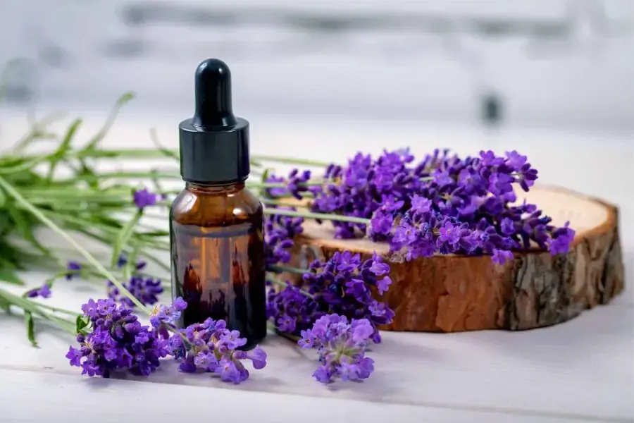 Tinh dầu oải hương có tác dụng tuyệt vời cho giấc ngủ và còn giúp đuổi muỗi nữa