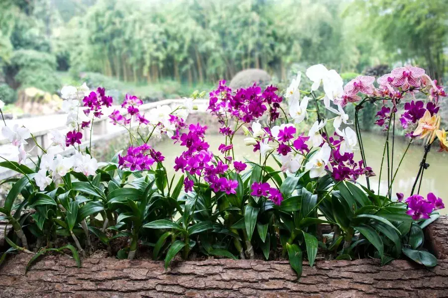 Lan thuộc cây sống phụ bám, treo lơ lửng trên các cây thân gỗ khác, tạo nên hình dạng độc đáo và đa dạng về loại lá, hoa. 