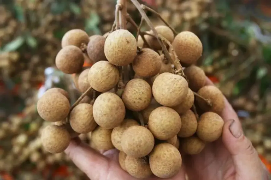 Cách chọn nhãn chín vụ