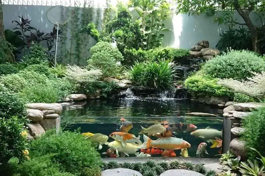Đảm bảo nguồn dinh dưỡng đầy đủ để cây phát triển tốt.