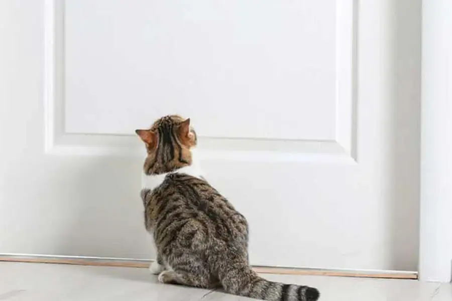 Hạn chế cho mèo vào phòng là cách tốt để giữ căn phòng được gọn gàng (nguồn: PET Shop Sài Gòn)