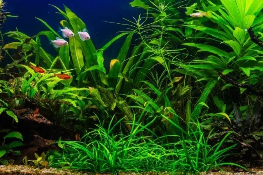 Lan Nước là nơi trú ngụ của nhiều loài cá trong môi trường thủy sinh.