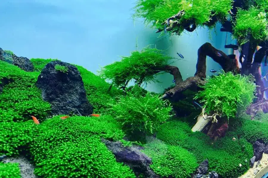 Việc đưa thủy sinh vào hồ cá giúp tạo môi trường tự nhiên cho cá.