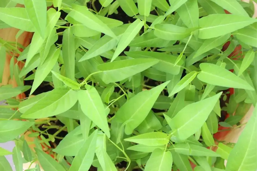Rau muống là loại rau không cần bón phân thường xuyên