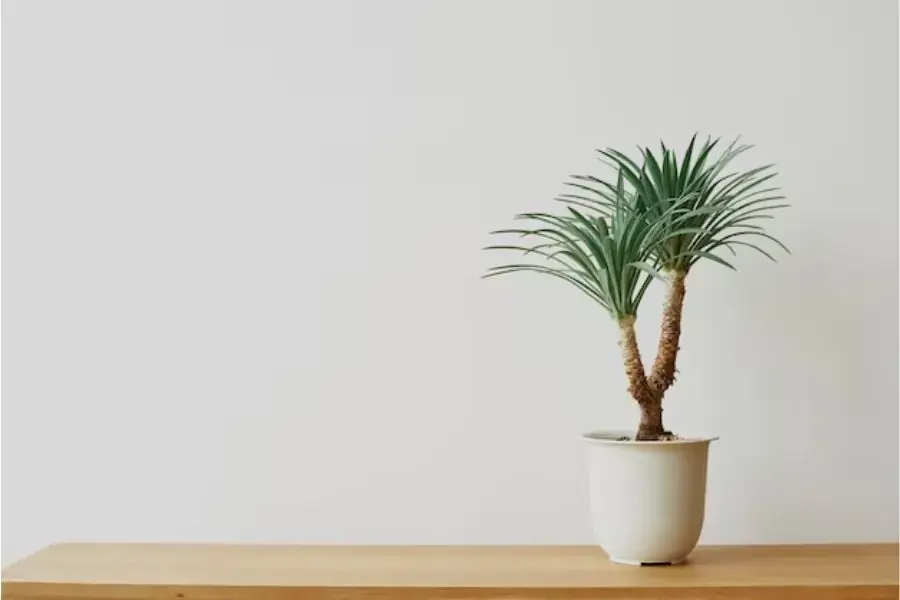 Chậu cây sẽ giúp không gian làm việc của bạn gái thêm sinh động.
