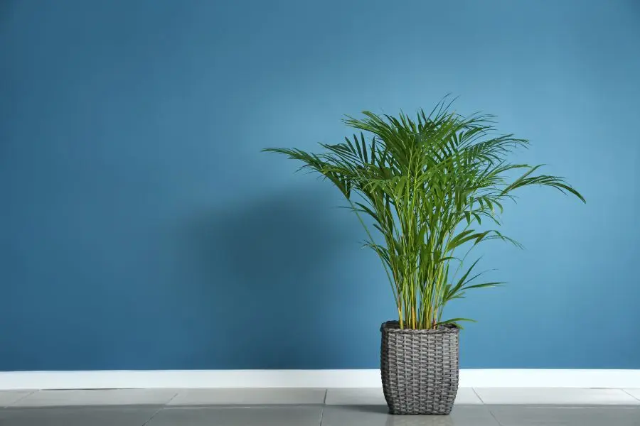 Cây cọ lá tre giúp loại bỏ benzen và lượng trichloroethylene trong không khí