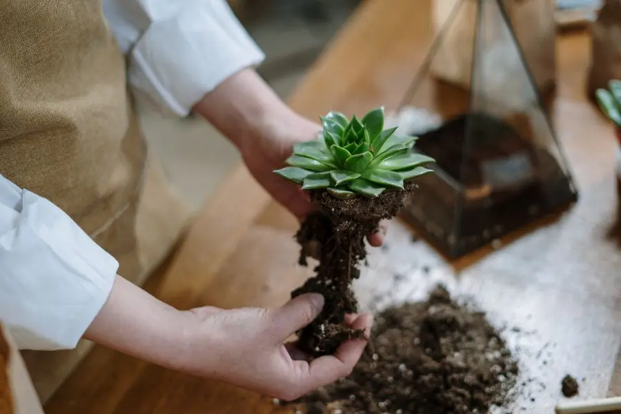 lấy đất cũ ra khỏi sen đá mới mua về