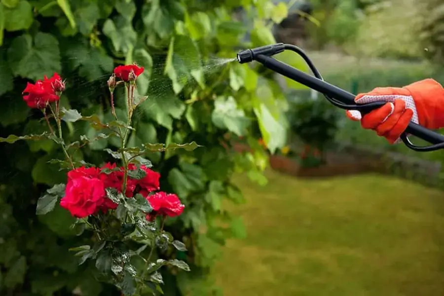 Không nên tưới lên mặt lá và thân cây sẽ tạo điều kiện cho nấm và vi khuẩn tấn công