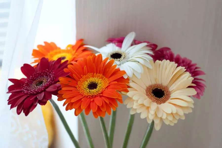 Hoa đồng tiền đại diện cho sự giàu có, sung túc và sự kiên cường vượt qua khó khăn.