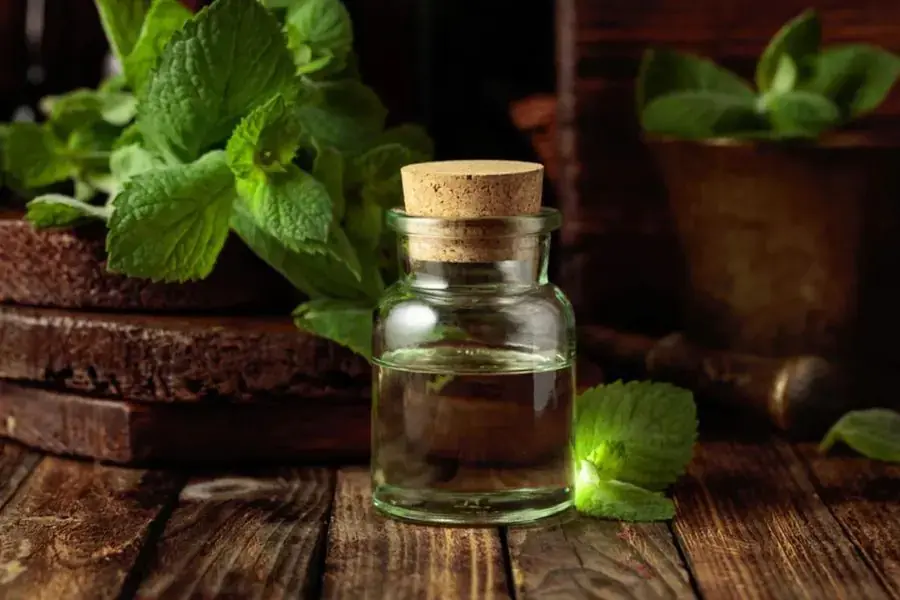 Tinh dầu bạc hà là lựa chọn tuyệt vời để đuổi muỗi và côn trùng
